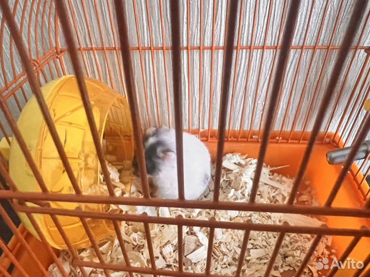 Сирийский хомяк мальчик