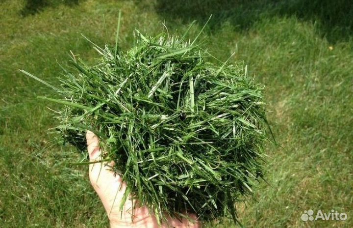 Скошенная трава