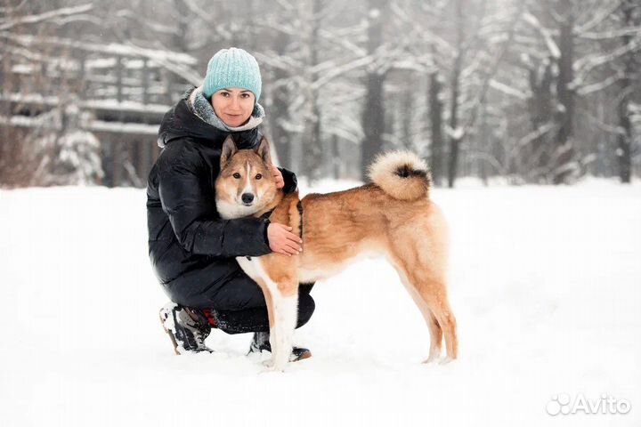 Собака в добрые руки, бесплатно, собака в дар