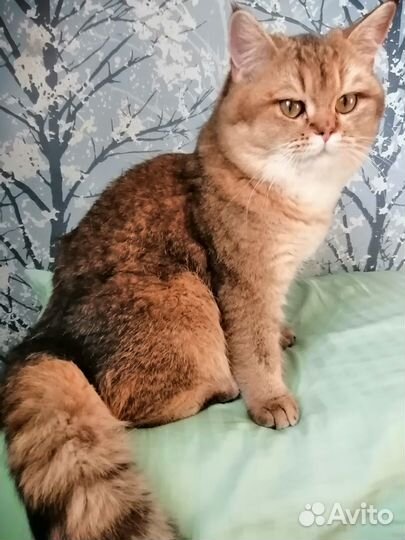 Шотландский кот на вязку