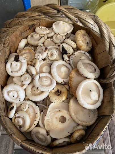 Белые грузди