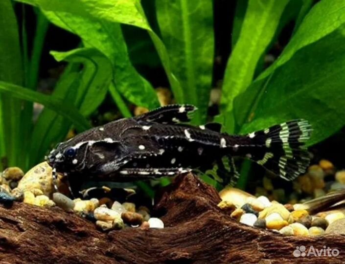 Аквариумные рыбки, тернеция