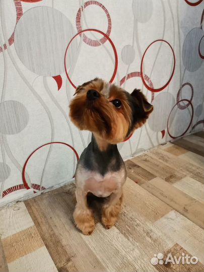 Вязка собаки