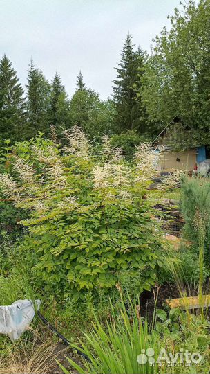 Хохлатка розовая