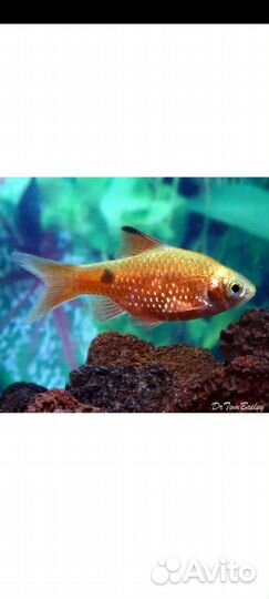 Барбус золотистый