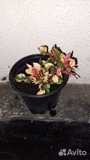 Альтернантера