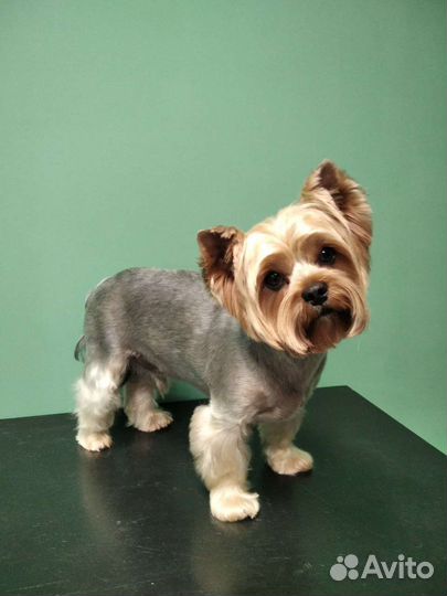 Грумер стрижка собак