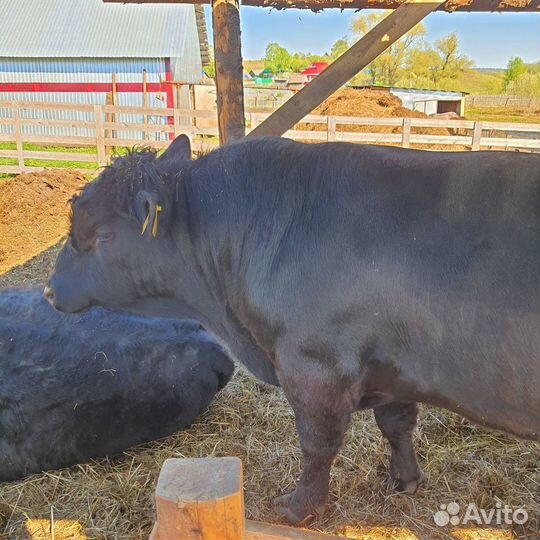 Быки абердин ангус