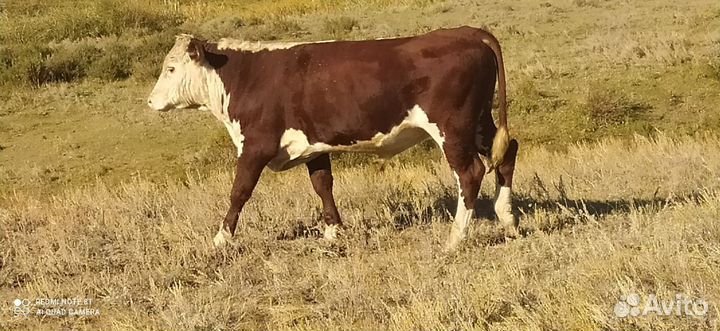 Бычки и телята от 4 месяцев