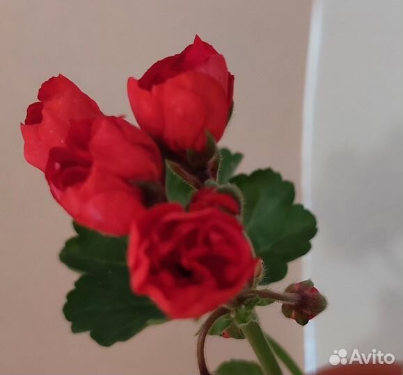 Пеларгония герань тюльпановидная