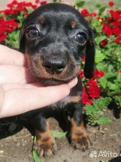 Щенки кроличьей таксы