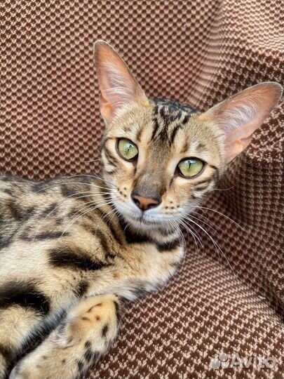 Бенгальская кошка