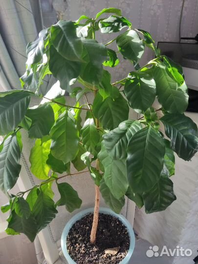 Комнатные цветы кофе вьетнамский