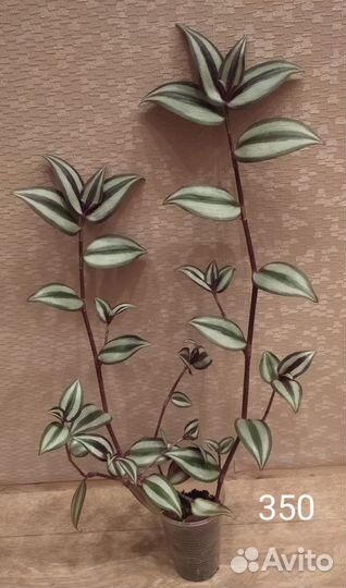 Традесканция