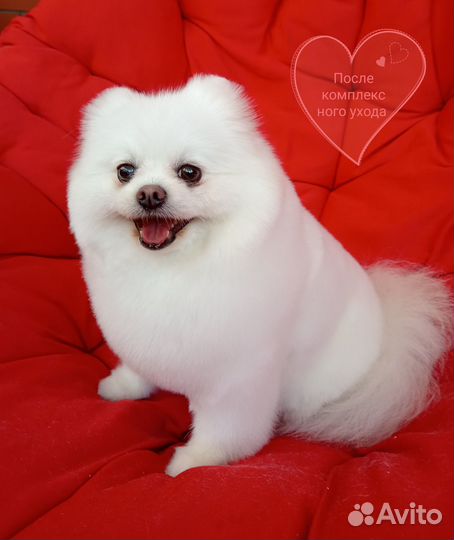 Стрижка собак и кошек, Зоосалон, Груминг