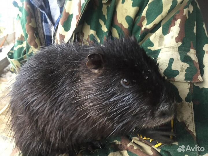 Нутрии. Молдняк