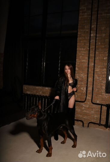 Аренда добермана