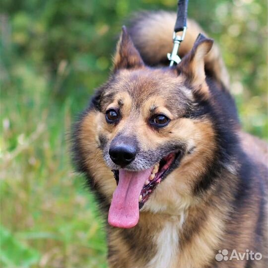Собака в ответственные руки