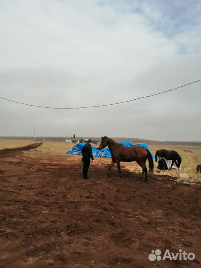 В частную конюшню нужен конюх