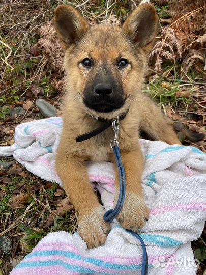 Собака щенок помесь овчарки