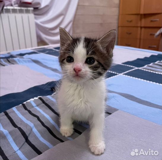 Котята