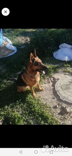 Щенки немецкой овчарки