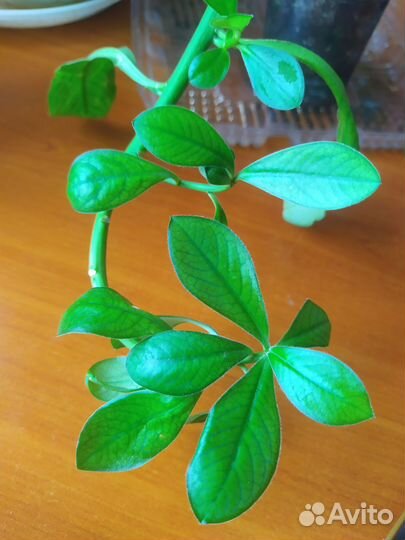 Цветы комнатные