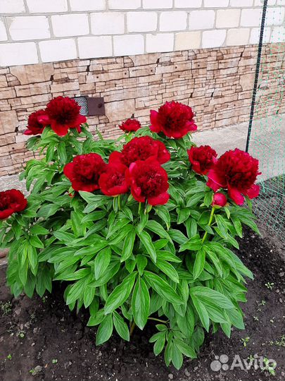 Корни пионов/ред чарм, кэрол, неон