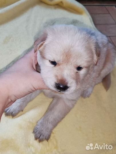 Щенки помесь чау-чау, девочки