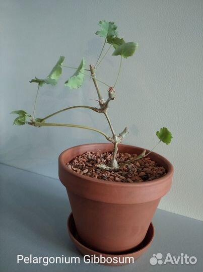 Пеларгония Суккулентная