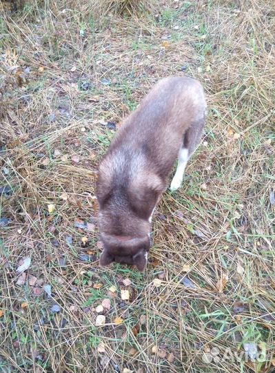 Сибирский хаски