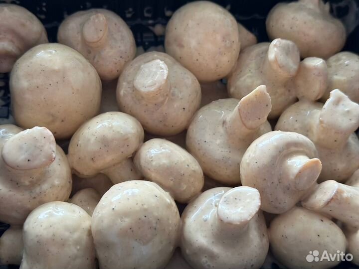 Шашлык грибочки