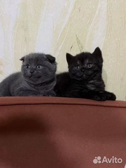 Шотландские котята