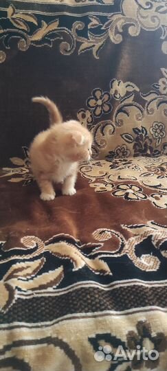 Отдам в добрые руки