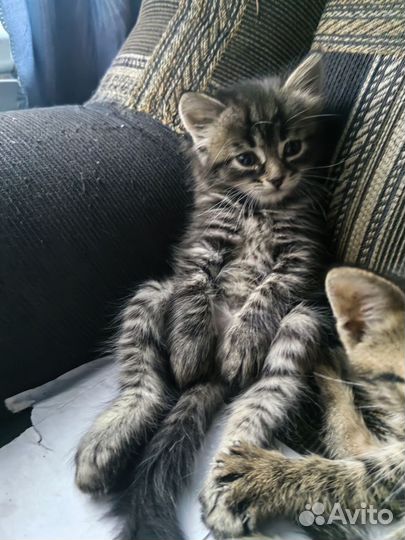 Кошка в дар бесплатно