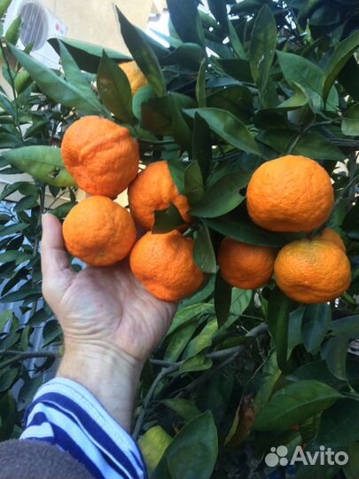 Цитрусы в Сочи