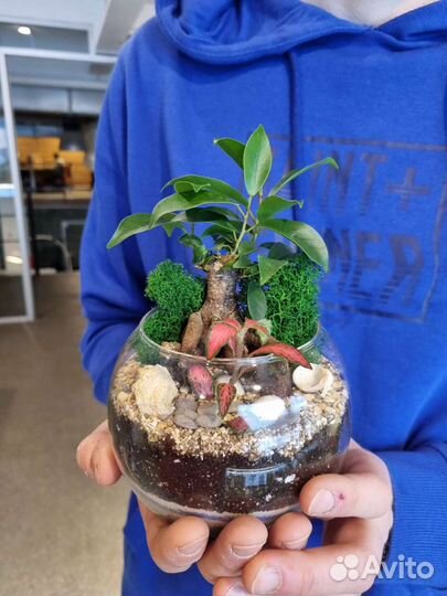 Мини бонсай во флорариуме