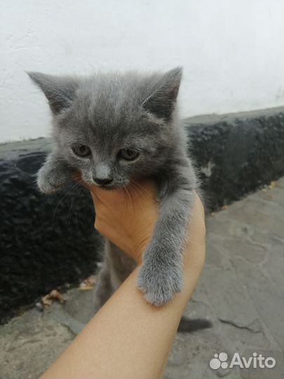 Отдам бесплатно