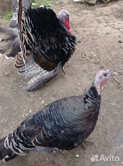 Индюки бронза