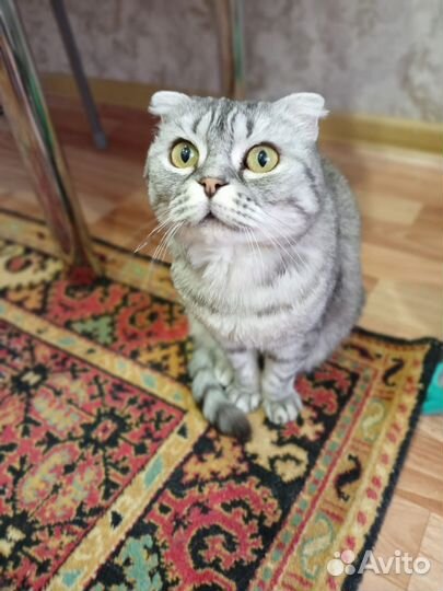 Шотландская вислоухая