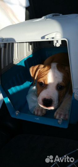 Передержка, дрессировка, зоотакси, подготовка к вы