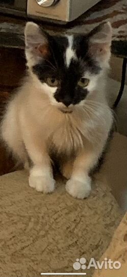 Котёнок спасён с улицы, ищет дом