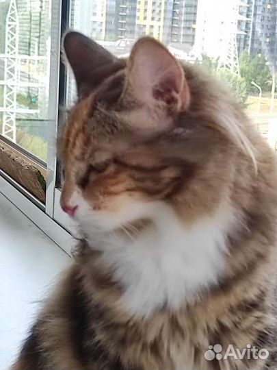 Котята курильский бобтейл