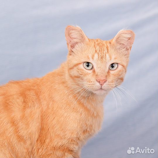 Солнечный котик