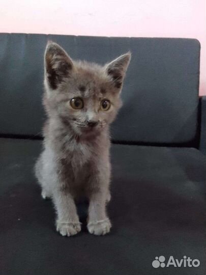 Отдам в хорошие руки