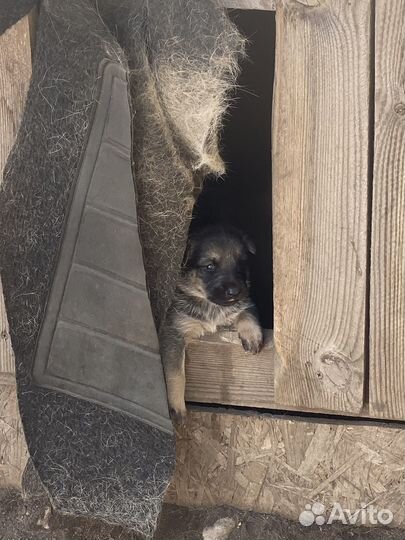 Щенки в добрые руки