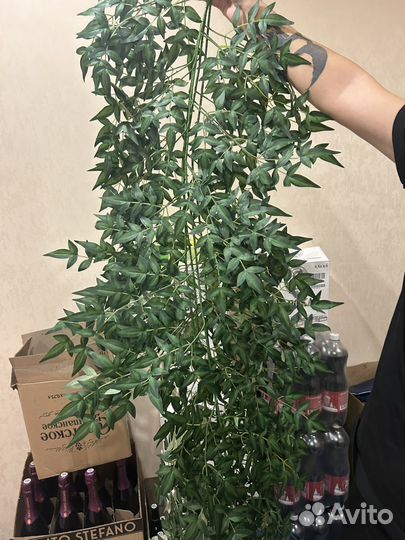 Бенджамина