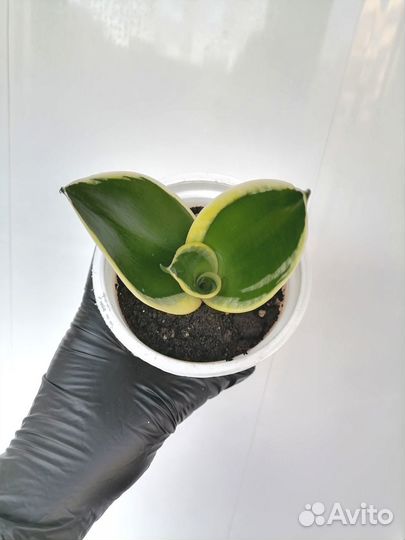 Сансевиерия ханни блек голд