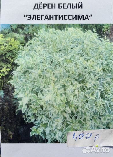 Саженцы декоративные кустарники