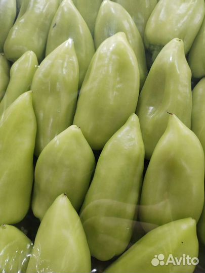 Перец молодой узбекский